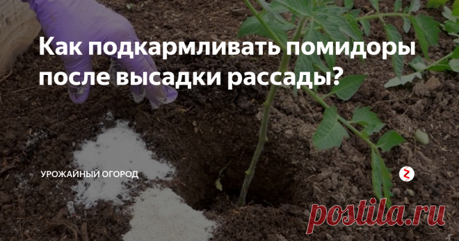 Как подкармливать помидоры после высадки рассады? фото из интернета
Первую подкормку рассаду томатов нужно делать через 10 дней после высадки рассады. Под каждый куст томатов я насыпаю примерно 3 грамма аммиачной селитры. И еще я поливаю помидоры мегапитательным раствором (это я его так называю). Раствор делаю так: в 10 литрах воды растворяю 1 литр навоза и 50 граммов суперфосфата. Под каждый кустик нужно налить примерно по поллитра удобрения.
На