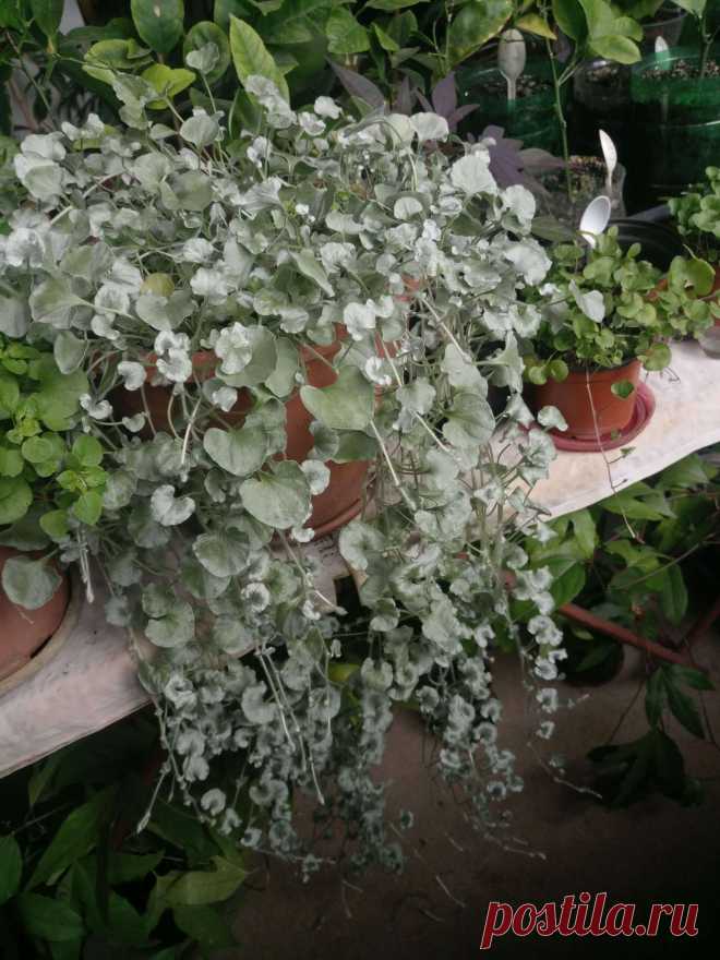 Дихондра ампельная «Серебристый водопад» (Dichondra repens, Dichondra argentea «Silver Falls»)