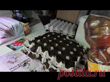 ПРОВЕРЕННЫЙ ВРЕМЕНЕМ СПОСОБ, ПОСЕВЫ В ЯИЧНЫЕ ЛОТКИ, СУПЕР РЕЗУЛЬТАТ,мой любимый способ