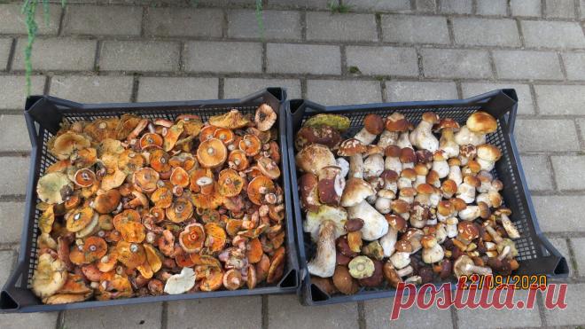 Грибная толерантность или нефатальные ошибки при приготовлении рыжиков и белых грибов | Грибной Дневник Лидии Бам | Яндекс Дзен