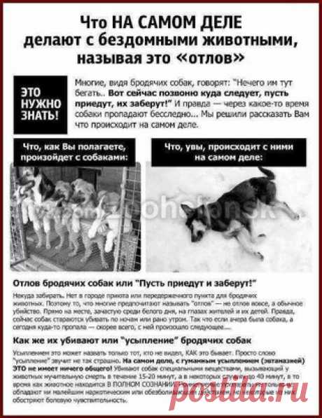 Все люди думают: " Вот! Вызовем отлов, пусть всех собак заберут! Их же заберут в приют!" Люди! Вы о чем! Отлов - это кровавое отмывание денег чиновниками, губернаторами! Хоть на минутку задумайтесь, что ждет в этом отлове собак и кошек? По вашим думкам приют? Это страшная и мучительная смерть!
Задумайтесь прежде, чем вызывать отлов! Задумайтесь, на что вы обрекаете животных - НА МЕДЛЕННУЮ И МУЧИТЕЛЬНУЮ СМЕРТЬ! КАКОГО ПОСЛЕ ЭТОГО ВАМ БУДЕТ ЖИТЬ? 
Посмотрите как проводят отл...