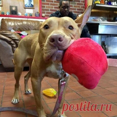 Собака, брошенная хозяевами умирать, подружилась с пожарными Когда Эшли (Ashley), собаку породы питбуль, нашли голодной и замерзающей в заброшенном доме, пожарная часть Нью-Йорка согласилась временно взять её к себе, пока ей не найдут новую любящую семью.