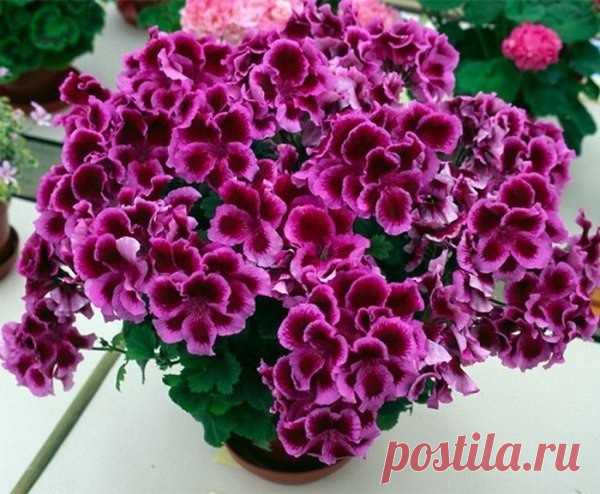 Одноклассники