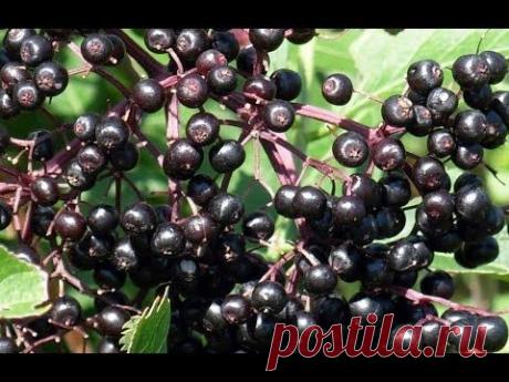 Ягоды бузины черной - целебные свойства и применение