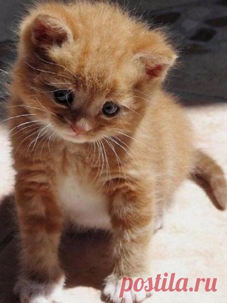 Солнечный котя | KotoMail.ru