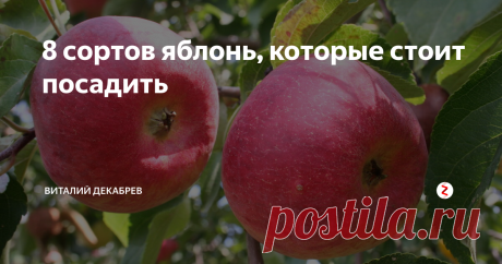 8 сортов яблонь, которые стоит посадить Весенняя посадка плодового сада в средней полосе России начинается 15 апреля. Раньше 10 апреля саженцы покупать не нужно. Весенние ярмарки начинают работать очень рано, уже в конце марта предприимчивые продавцы манят вас красивыми картинками плодовых культур. Вот интересно, где они их взяли? 90 процентов саженцев привезены из южных регионов, которые зачастую имеют пересортицу, а что еще хуже...