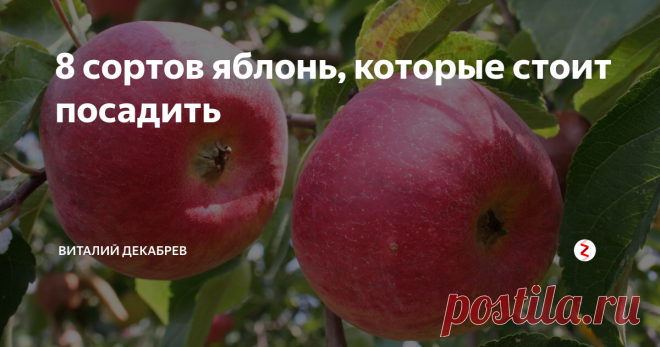 8 сортов яблонь, которые стоит посадить Весенняя посадка плодового сада в средней полосе России начинается 15 апреля. Раньше 10 апреля саженцы покупать не нужно. Весенние ярмарки начинают работать очень рано, уже в конце марта предприимчивые продавцы манят вас красивыми картинками плодовых культур. Вот интересно, где они их взяли? 90 процентов саженцев привезены из южных регионов, которые зачастую имеют пересортицу, а что еще хуже...