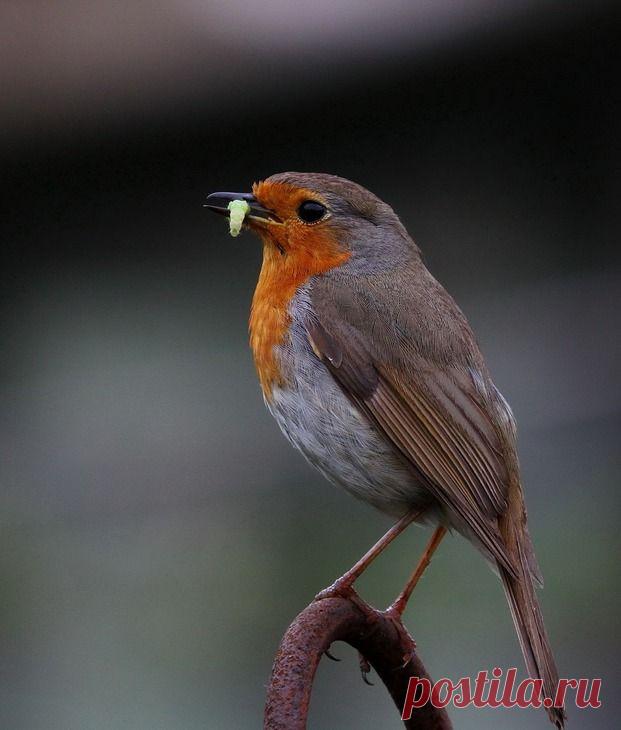 брат :: Зарянка :: ФотоОхота :: Галерея :: Клуб Foto.ru