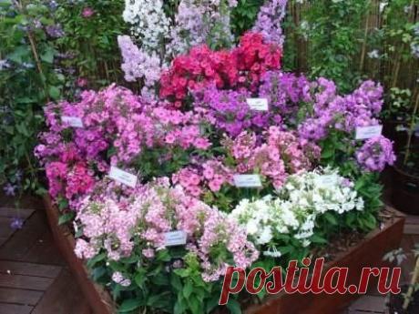 Флоксы: сорта, посадка и уход