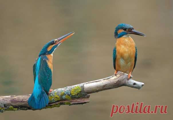 – Ты обиделась? – Нет. – Сильно? – Да. Сложившаяся пара зимородков активно докапывала себе норку. Самец, помимо этого, контролировал участок реки в месте гнездования, периодически подкармливая самку. Самка вылетела из норки и попискиванием подозвала самца, сидящего нахохлившись поблизости. Вытянувшись в струнку, подергивая хвостиком, она потребовала от супруга внимания и угощения. Но самец уже утомился, контролируя территорию, и рыбки у него нет. Он немного покрутился и улетел вниз по реке,…