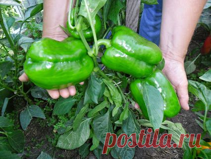 При посадке рассады перца, помните, что корешки этих растений плохо переносят попадание прямых солнечных лучей, а потому высаживать ее необходимо погуще. Поливать же рассаду необходимо