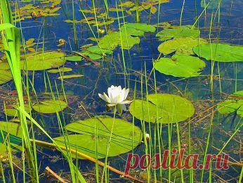 Кувшинка.