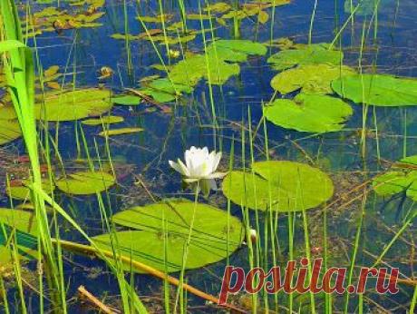 Кувшинка.