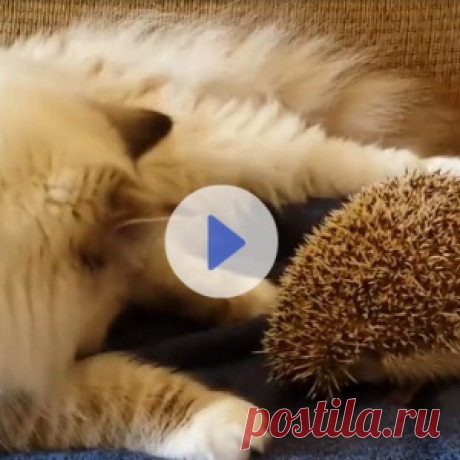 Очищение организма рисом в домашних условиях .