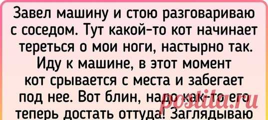 15+ доказательств того, что котики — те же люди, только мягкие и пушистые
