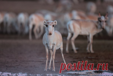 Сайгак в зимней шубке. Автор фото – Евгений Полонский: nat-geo.ru/photo/user/17193/