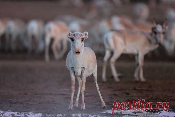 Сайгак в зимней шубке. Автор фото – Евгений Полонский: nat-geo.ru/photo/user/17193/