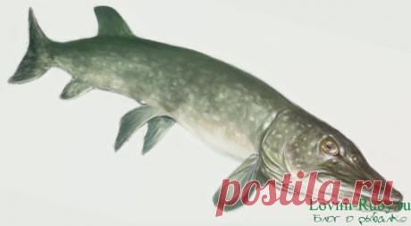 НА РЫБАЛКУ !!!!