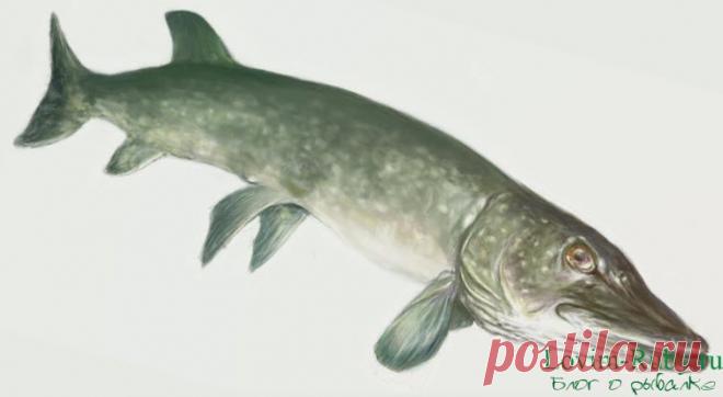 НА РЫБАЛКУ !!!!