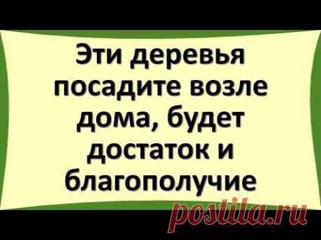 Эти деревья посадите возле дома, будет достаток и благополучие