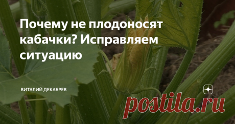 Почему не плодоносят кабачки? Исправляем ситуацию Секреты идеальных кабачков заключаются...
