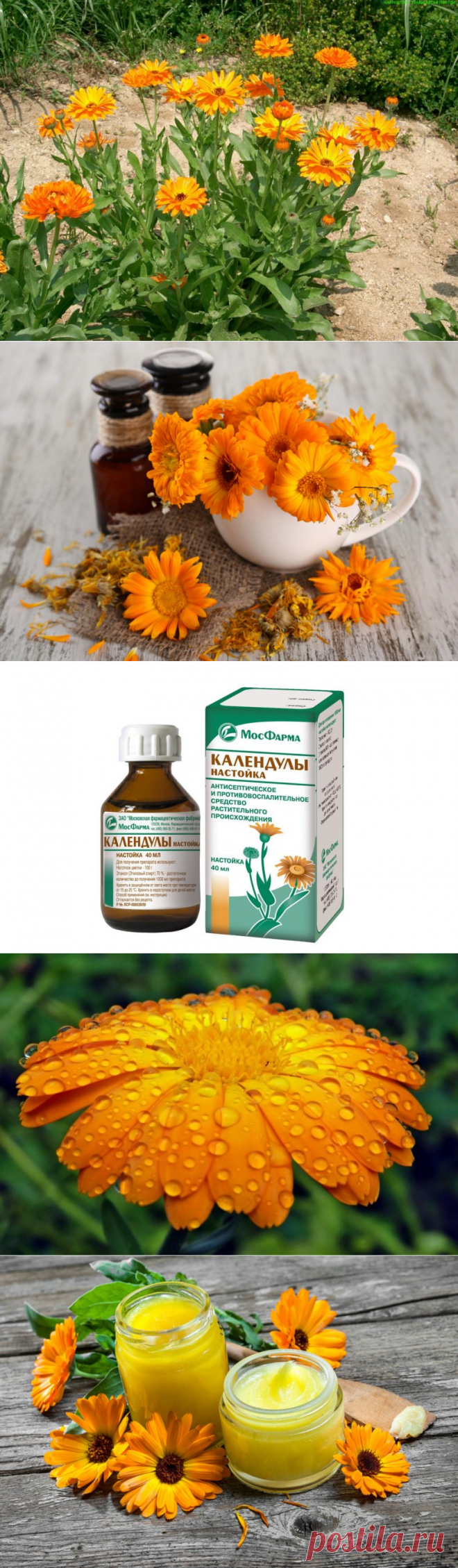 Календула: лечебные полезные свойства и противопоказания для женщин