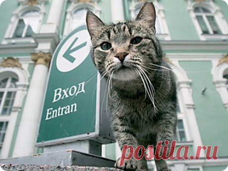 В Питере открылся музей кошки | ZooPicture.ru