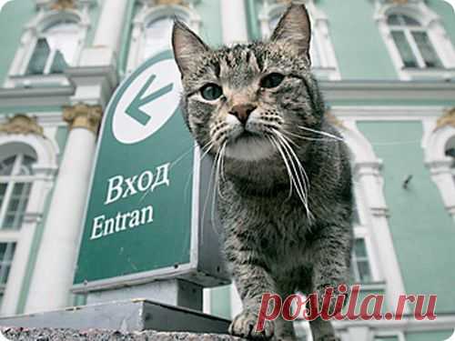 В Питере открылся музей кошки | ZooPicture.ru