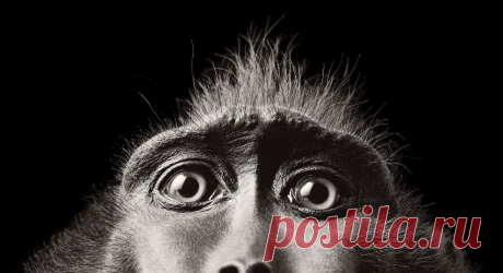 Больше, чем люди | ФОТО НОВОСТИ