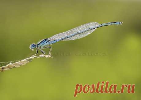 Erythromma lindenii Este pequeño campaba a sus anchas en un pequeño embalse. Las aguas lentas o paradas es por donde se pueden ver.