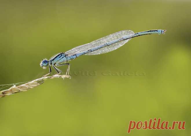 Erythromma lindenii Este pequeño campaba a sus anchas en un pequeño embalse. Las aguas lentas o paradas es por donde se pueden ver.