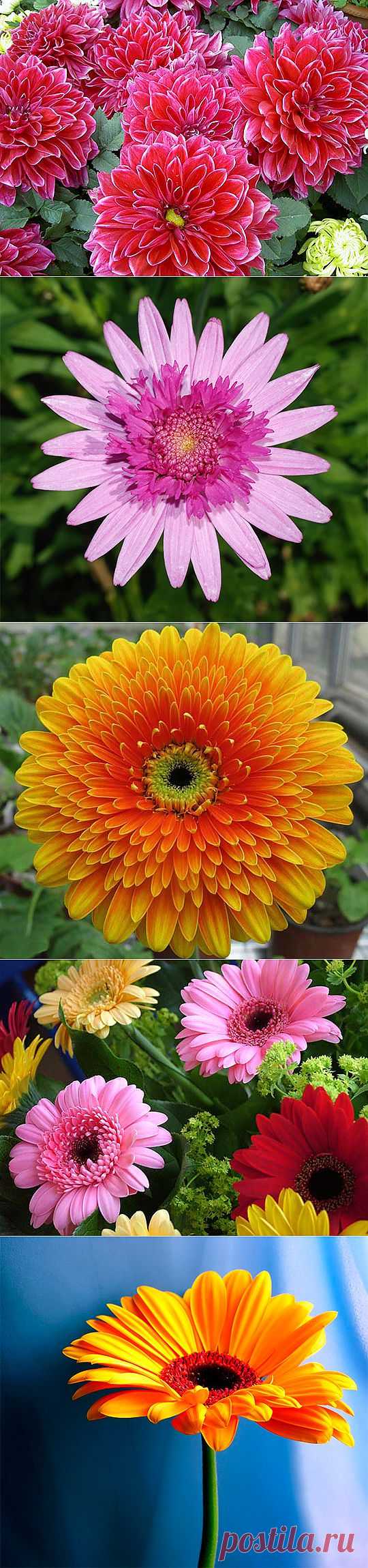 Цветы хризантемы, герберы (61 фото) картинки, видео