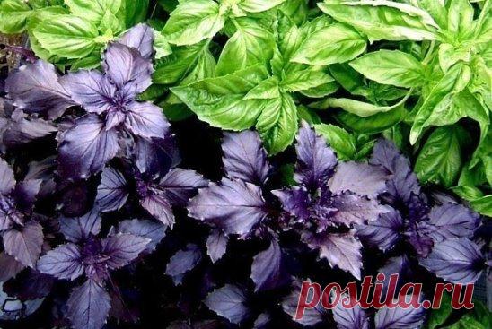 15 чудесных применений базилика 
1. Поднимает общий тонус, что так важно для нас осенью и зимой, когда мы частенько начинаем впадать в хандру и засыпать на ходу. 
2. Восстанавливает работу желудочно-кишечного тракта. Он стимулирует пищеварение, не позволяя пище застаиваться в желудке. 
3. Народная медицина рекомендует использовать базилик как успокаивающее средство в виде ванн. 
4. Отвары пьют при кашле (особенно затяжном), головной боли, воспалении мочеполовых органов. 
5. Эфирное масло ба