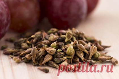 Вещество в виноградных косточках продлило жизнь мышам. Международная группа ученых из США и Китая обнаружила, что инъекции процианидина C1, содержащегося в экстракте виноградных косточек, продлевают жизнь старым животным. Это вещество снижает количество сенесцентных клеток, которые способствуют нарушению функций у рядом расположенных клеток.