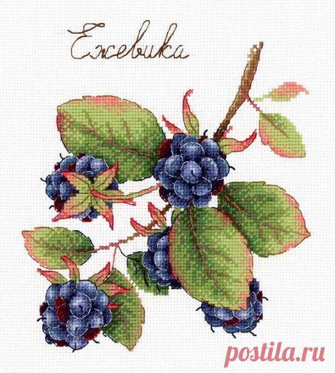 Дары природы. Ежевика