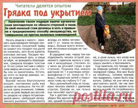 Чеснок