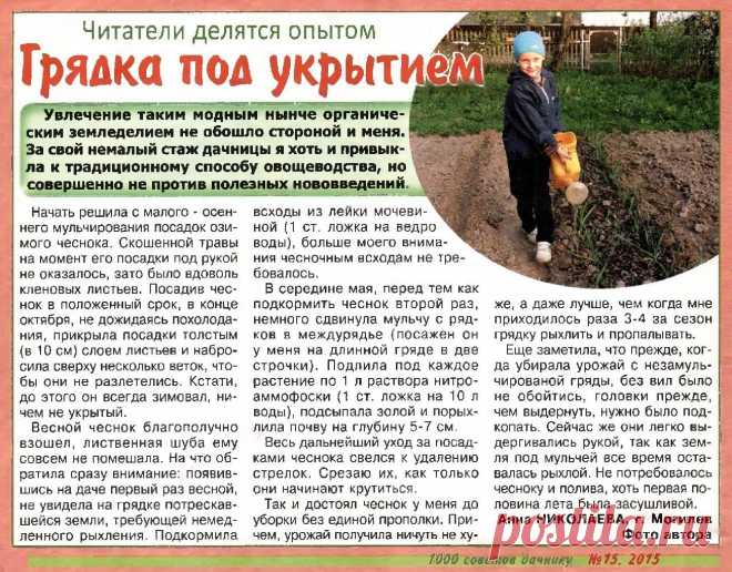Чеснок