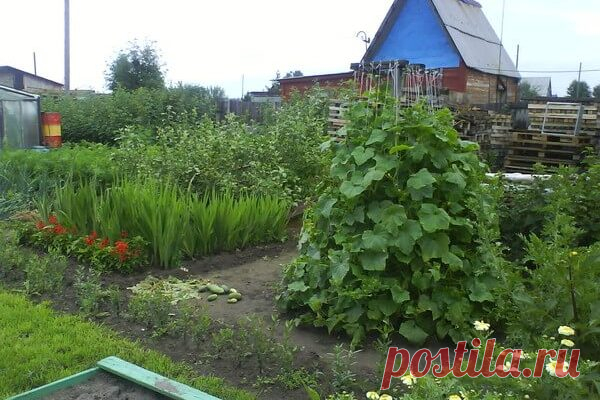 Сажаем огурцы домиком (пирамидой): фото как это выглядит и в чем плюсы