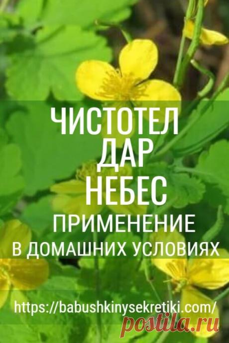 Это растение - настоящий ″подарок небес″ страдающим от недугов людям! Вот что с ним делать