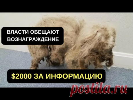 ДОСТАТОЧНО ВЗГЛЯДА, ЧТОБЫ ПОНЯТЬ, ПОЧЕМУ ОБЕЩАЮТ ВОЗНАГРАЖДЕНИЕ ЗА ИНФОРМАЦИЮ О ХОЗЯИНЕ ЭТОГО ПСА - YouTube