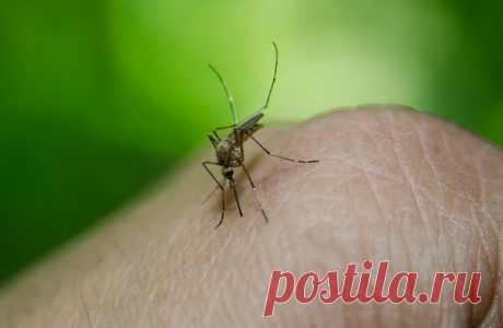 Мои 8 методов спасения от комаров, оводов, которые испытаны лично на себе