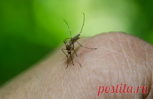 Мои 8 методов спасения от комаров, оводов, которые испытаны лично на себе
