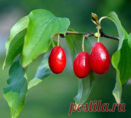 КИЗИЛ — 6 способов размножения