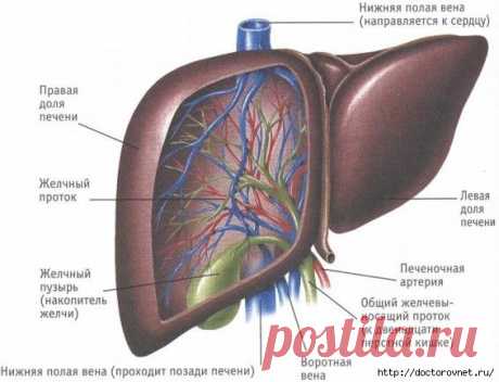 Как очистить печень?