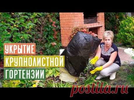 УКРЫТИЕ КРУПНОЛИСТНОЙ ГОРТЕНЗИИ 🌸 Экспериментальный способ / Садовый гид