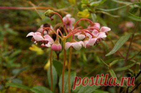 Зимолюбка - народные названия: золотник, изгон, суховишник, становник