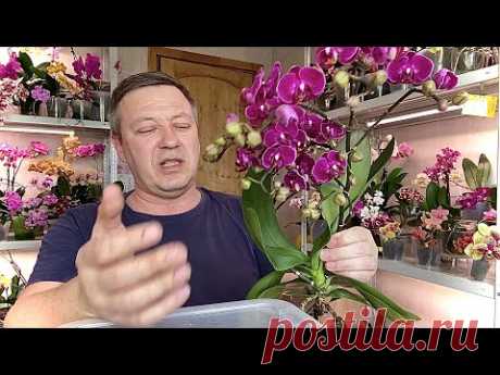 такие ЦВЕТОНОСЫ ОРХИДЕИ ОБЯЗАТЕЛЬНО СРЕЗАЮ когда корни орхидей НЕ работают