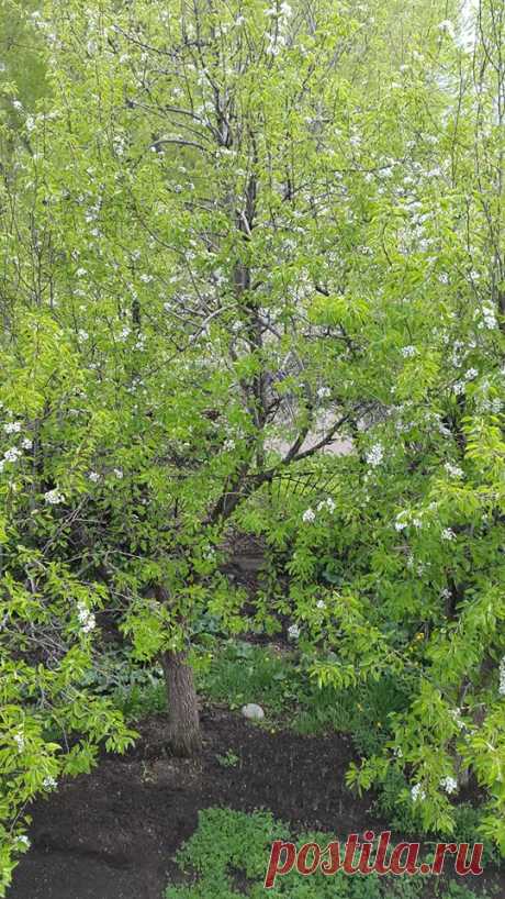 Երբ մերձենում ես Աստվածային գեղեցիկին🌸🌽
Ծաղկունք ապրող ապարանյան բնաշխարհի գարնան վերջին օրվա այս բազմաբույր ծաղկած փունջը մեր այգուց....դուք ևս վայելեք սիրելիներ:

Ես խնդրեցի ծառին. «Պատմի՛ր ինձ Աստծո մասին»: Եվ այն ծաղկեց»:
Ռաբինդրանաթ Թագոր

Ամեն անգամ, երբ գալիս է գարունը, մեկը, հիշելով մեծ բանաստեղծին, խնդրում է ծառերին պատմել Աստծո մասին, և դրանք ծաղկում են։ Ուրիշ ինչպե՞ս պատմել Աստծո մասին, եթե ոչ ծաղիկներով, նրբությամբ, փխրունությամբ, ծնունդ տալու ուժով,