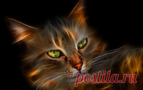 Огненый кот обои для рабочего стола, картинки, фото, 1920x1200.