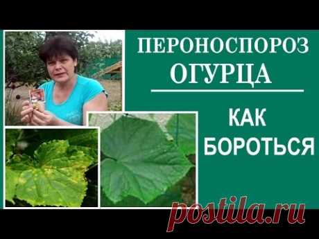 Чем лечить пятна на листьях огурца. Болезни огурцов Пероноспороз